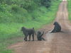 Baboons