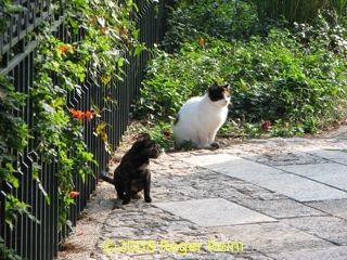 Two stray cats near the Terraces