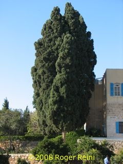 Cypress trees dating to the time of Bah'u'llh